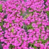 Żagwin ogrodowy Rock On Pink – Aubrieta